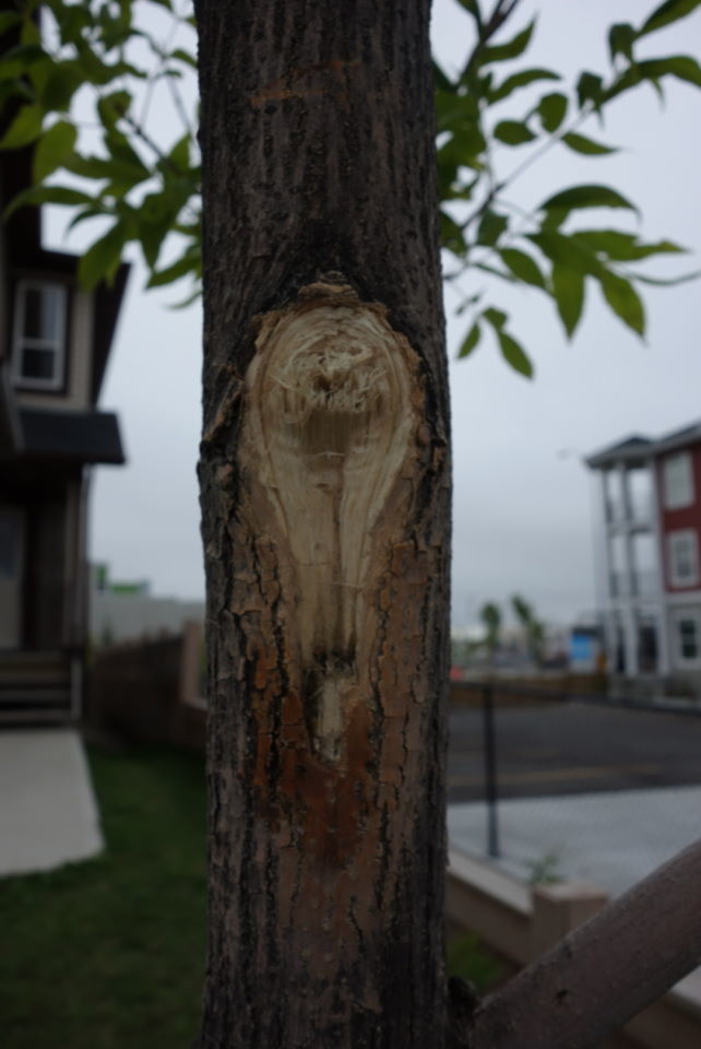 How to repair tree bark damage