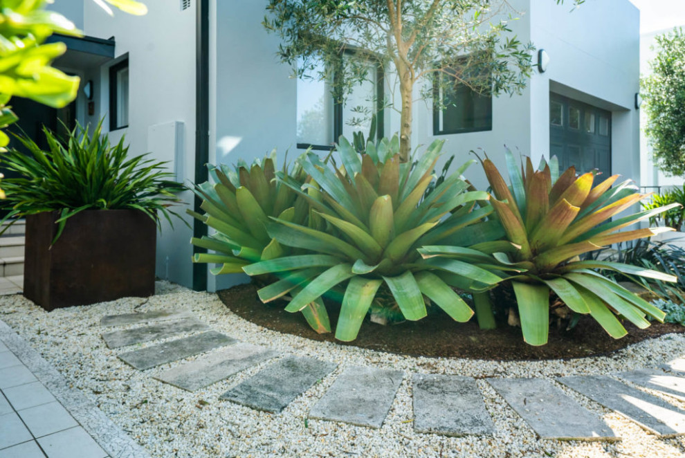 Small beach style front yard shaded xeriscape in Sydney with with path and mulch.