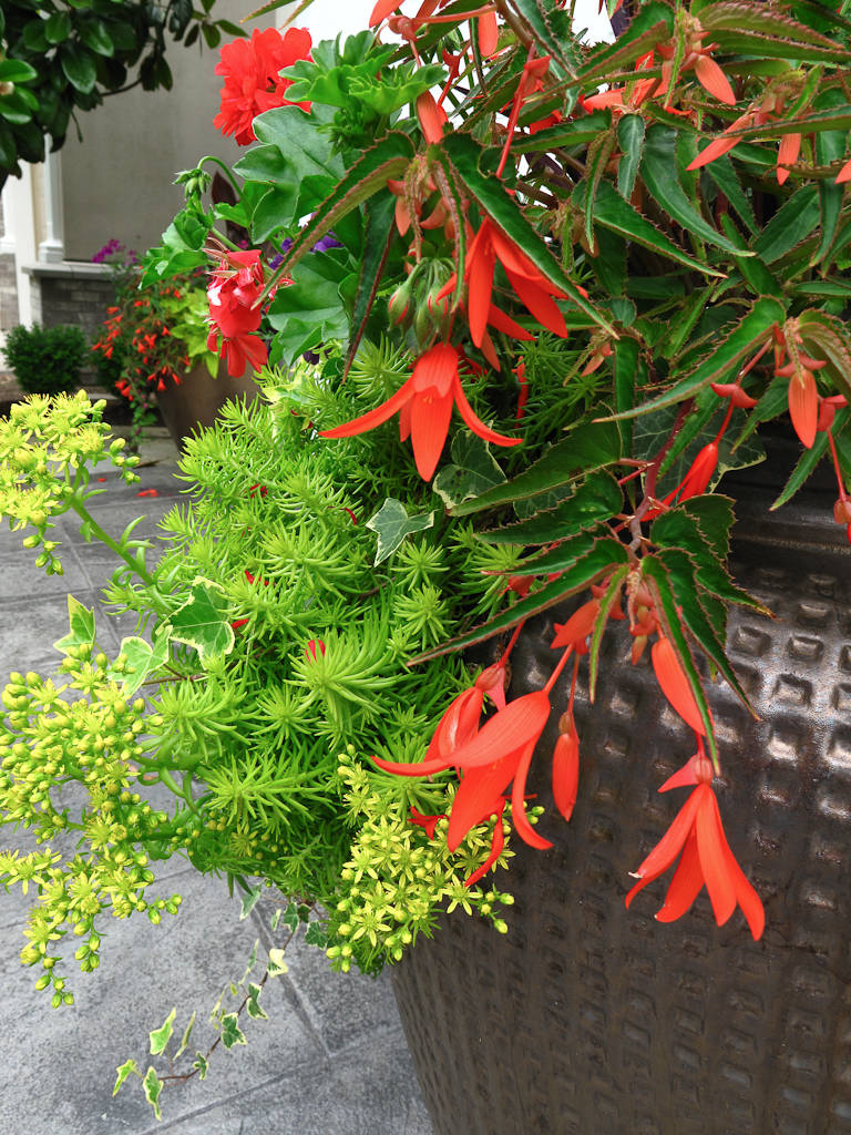 Superstar Annuals for Containers and Baskets
