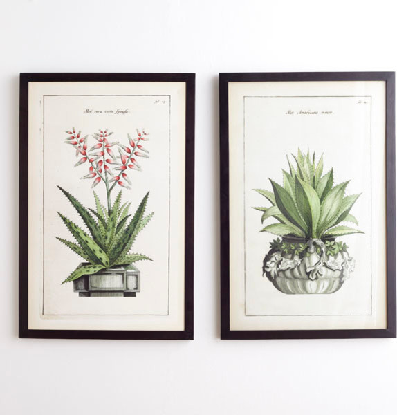 Aloe Prints - Set of 2