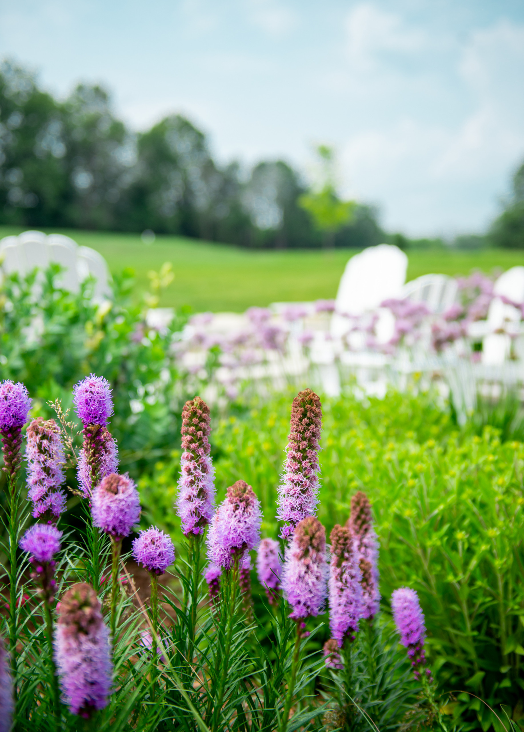 Transitional Landscape - Mequon, WI