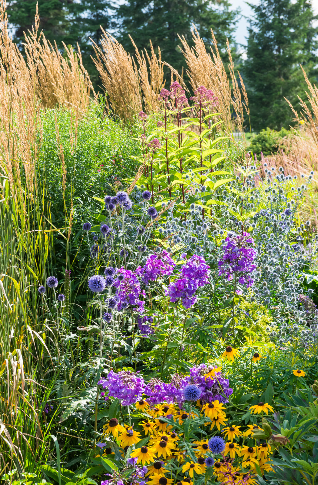 Многолетники