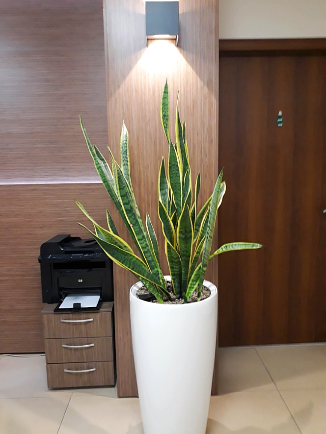 Интерьерное озеленение РБК