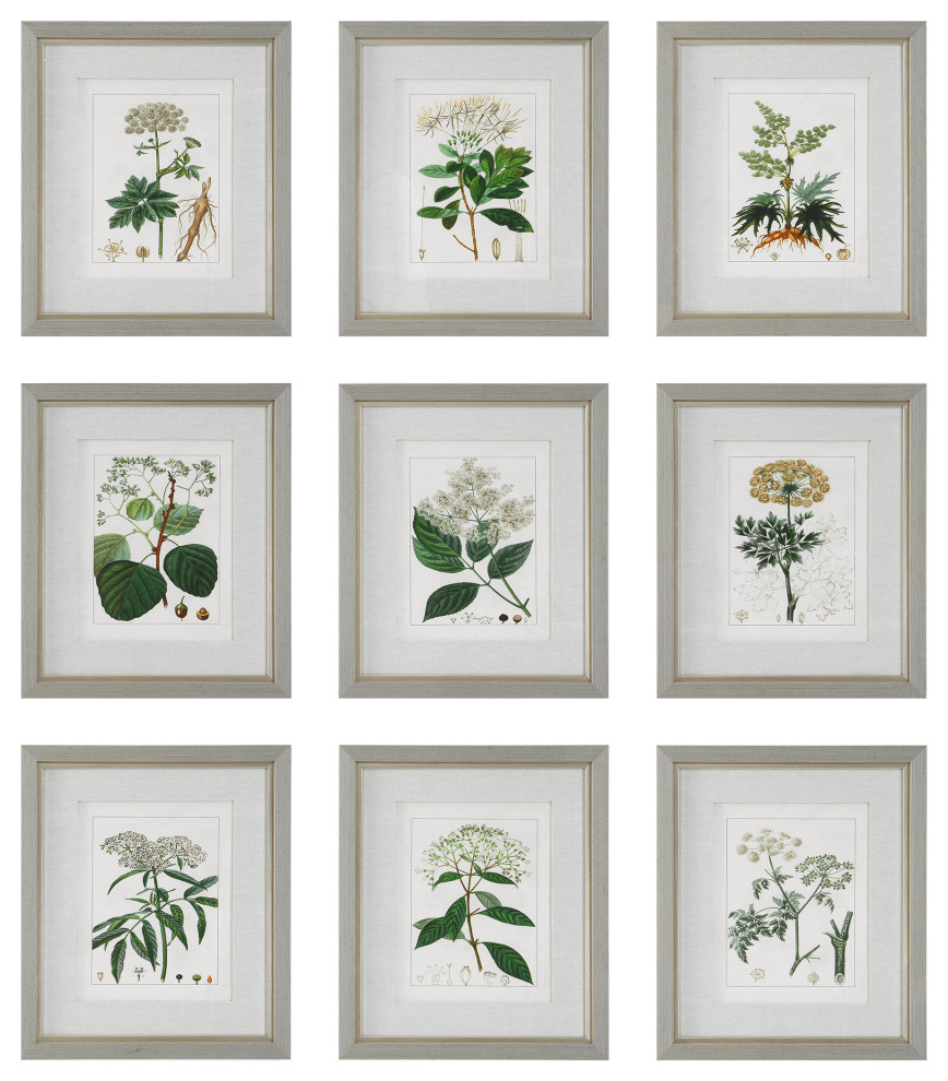 Antique Botanicals Framed Prints, S/9"
