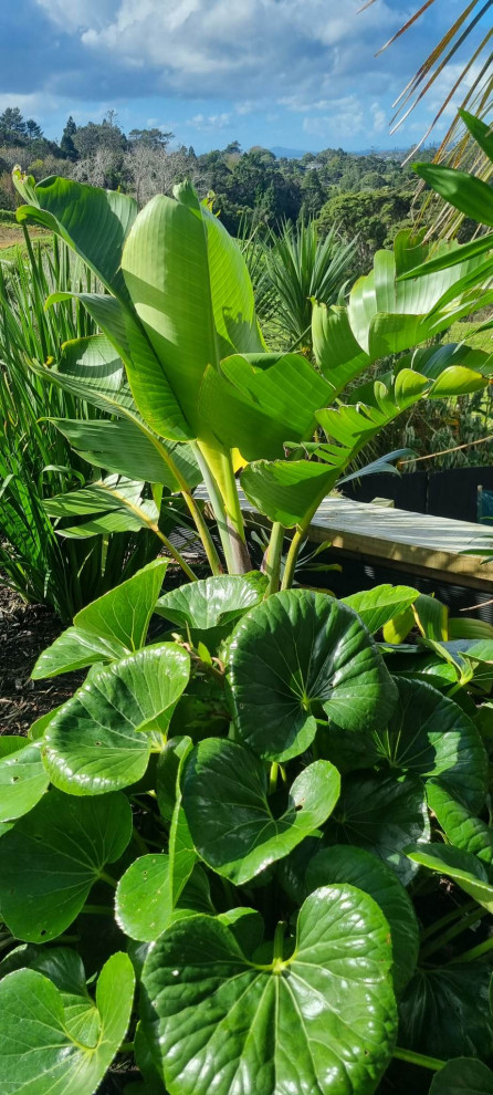 Tropical Poolside in Swanson