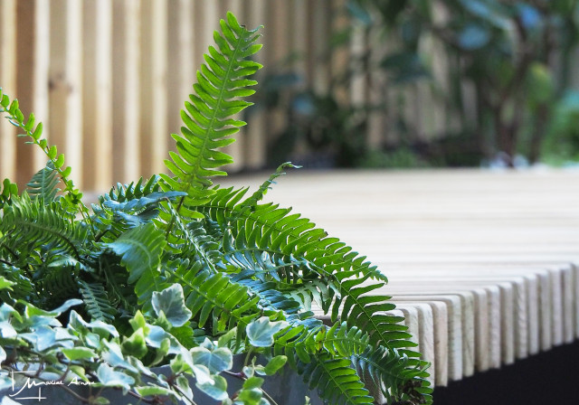 Un patio luxuriant contemporary-deck