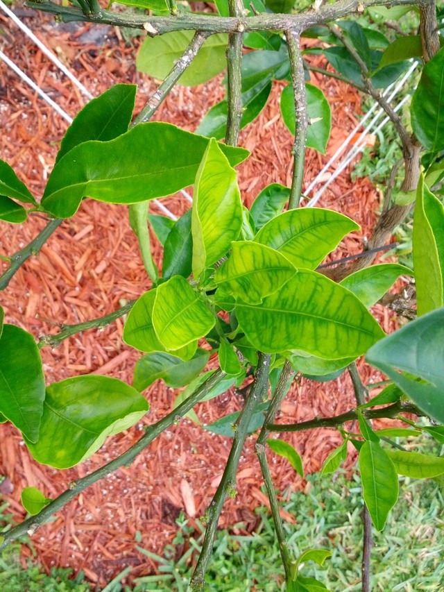 Problems Diagnosing Naval Orange Tree