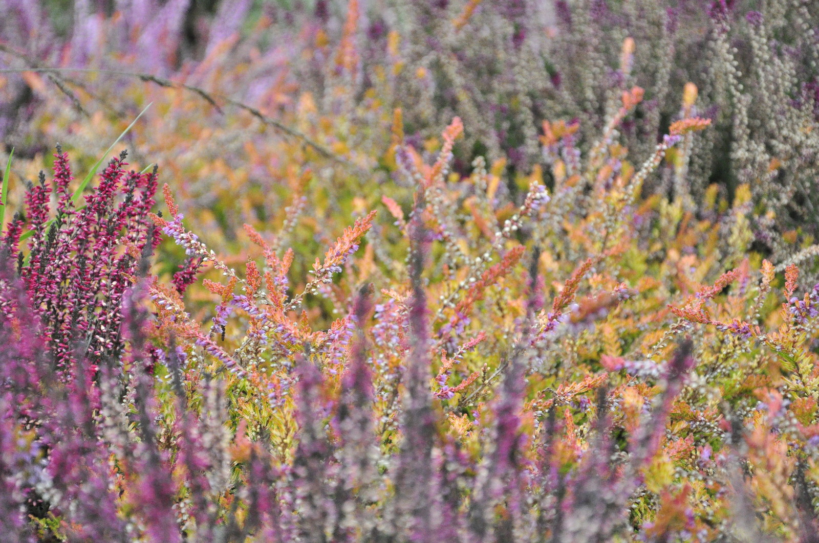 д. Коровино - Уход за садом - 100% качество