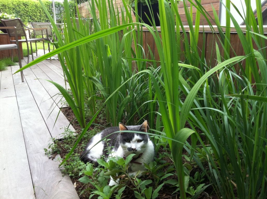 Narrow Townhouse Garden