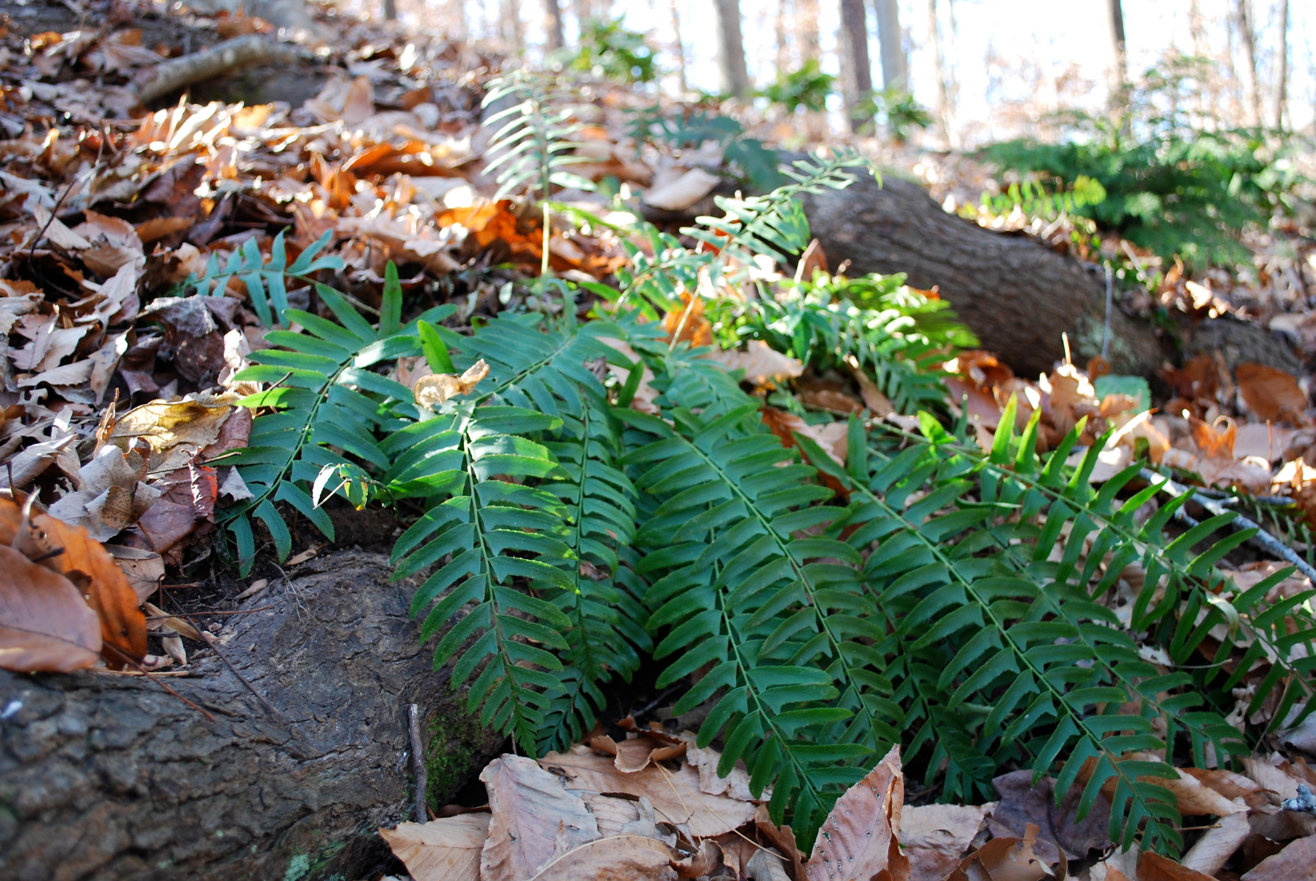 Christmas fern growing in situ