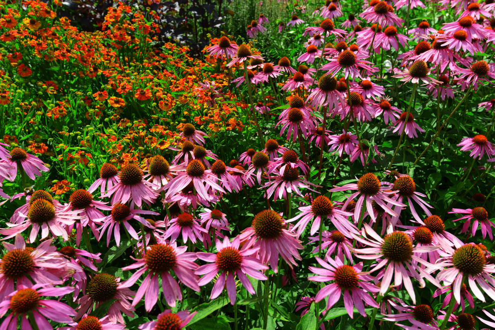 Живописный сад на 15-ти сотках