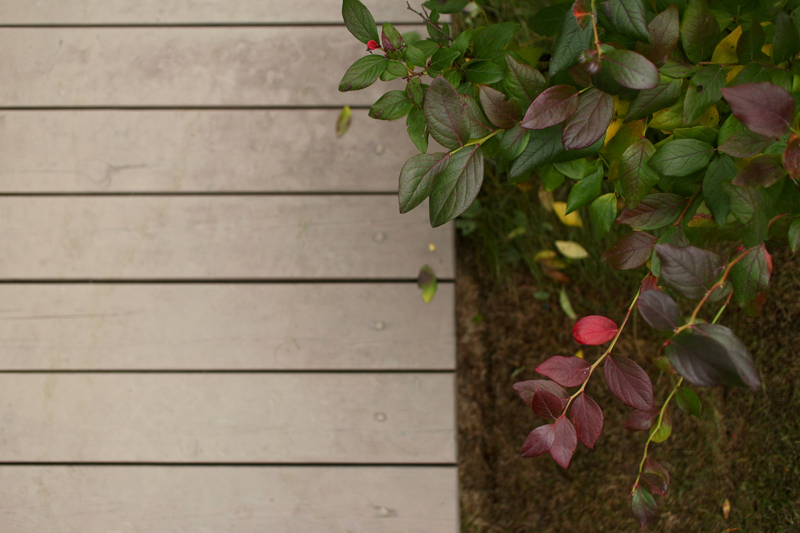 Фрагмент террасы