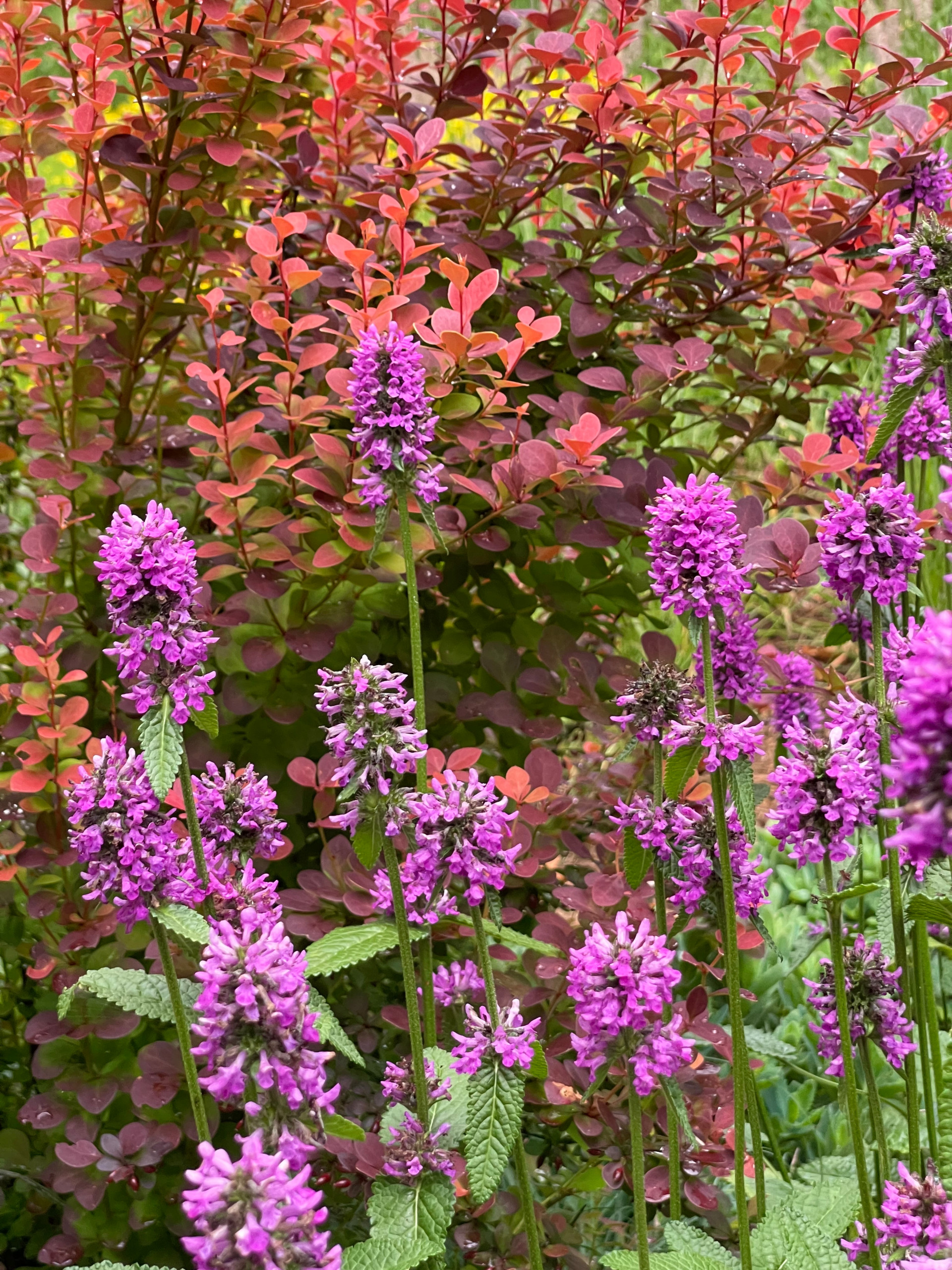 'Orange Rocket' barberry and stachys officinalis 'Hummelo'