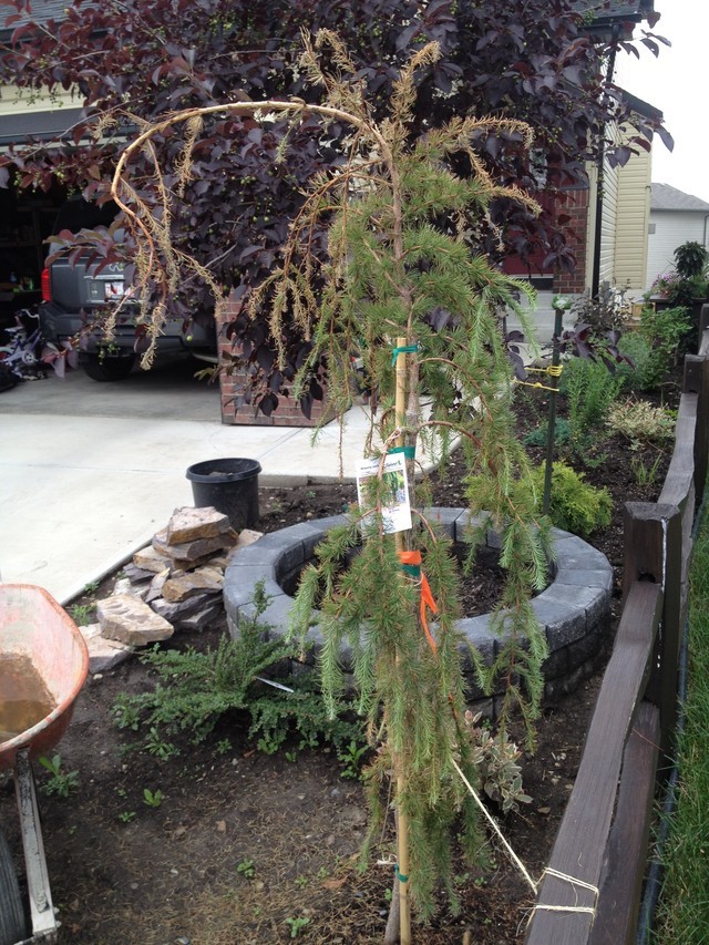 Help! Weeping Larch S.O.S