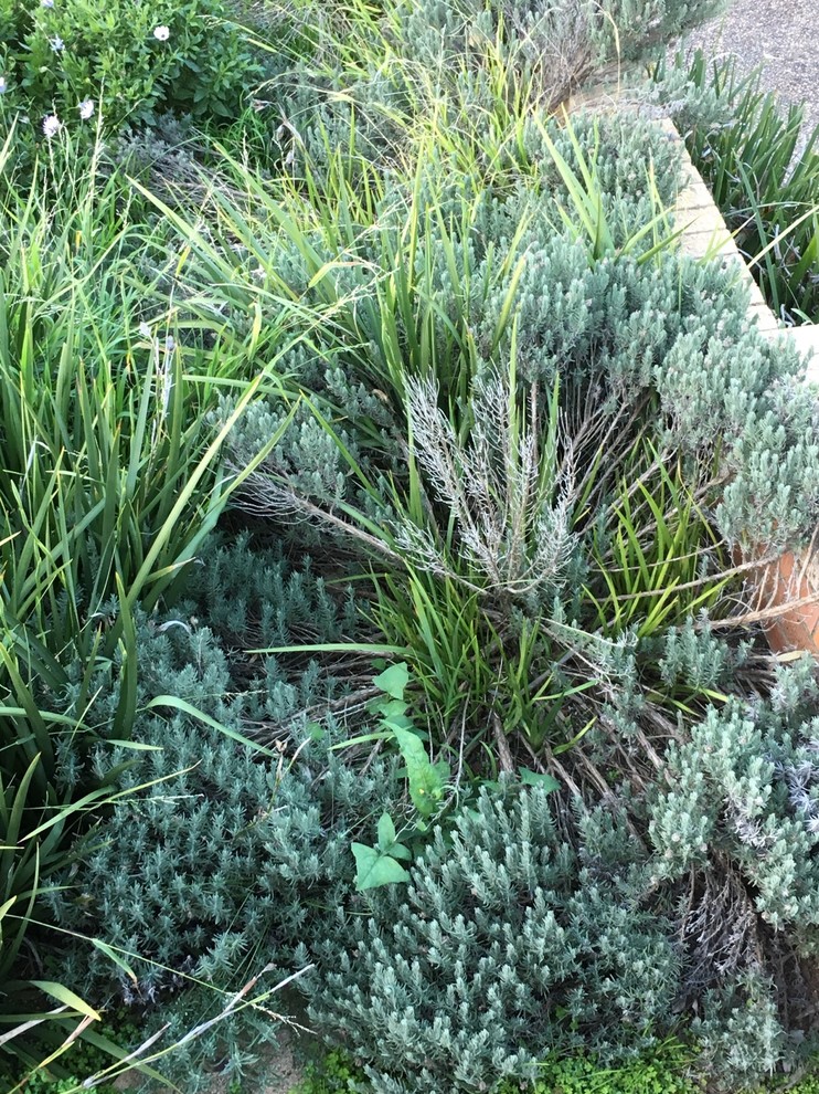 Help with lavender do I replace? Houzz AU