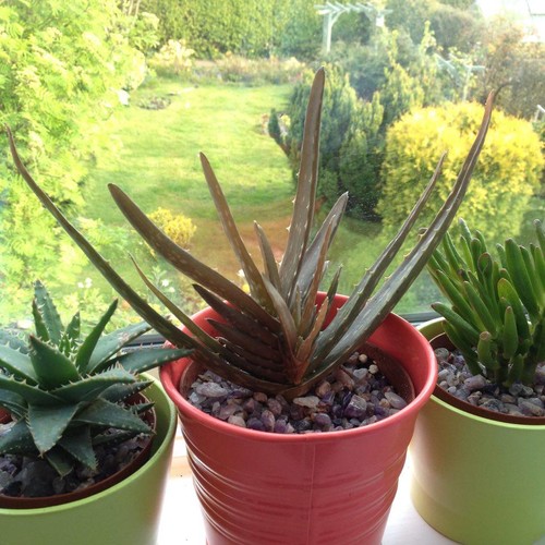 Why is my aloe plant turning brown ...