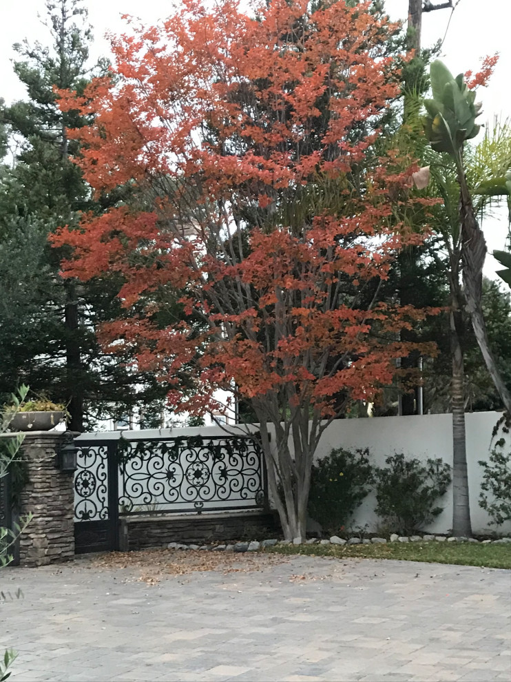Red Fall Ltree Help identify “red fall foliage” tree. | Houzz Forum