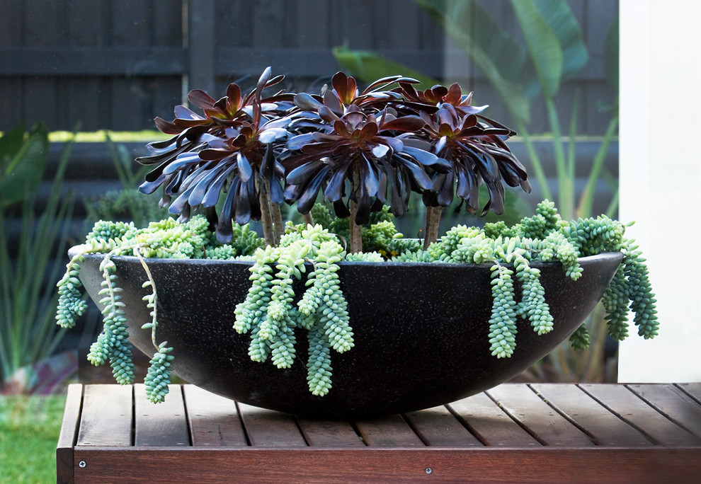 Grow Donkey Tail Succulent, a High-Impact, Low-Maintenance Plant