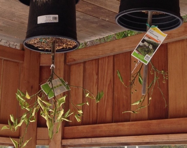 Meyer and Mandarin Trees Dying