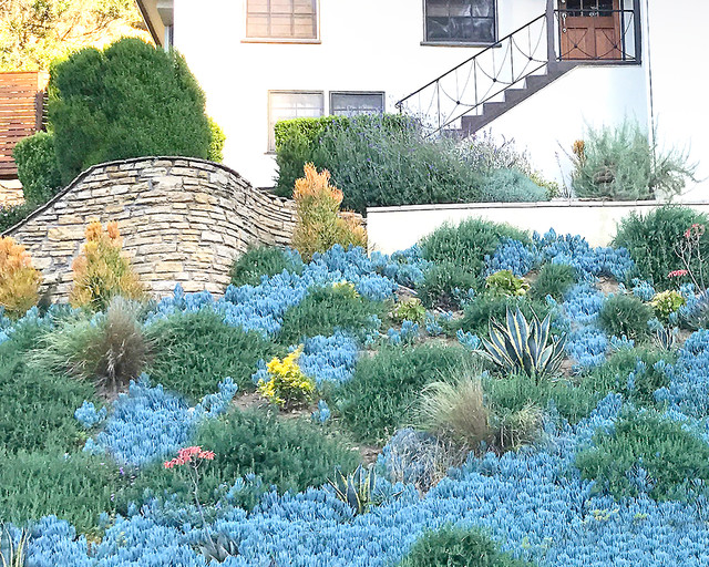 Hillside Landscaping IdeasGround Cover Transitional Landscape Los Angeles by Flores