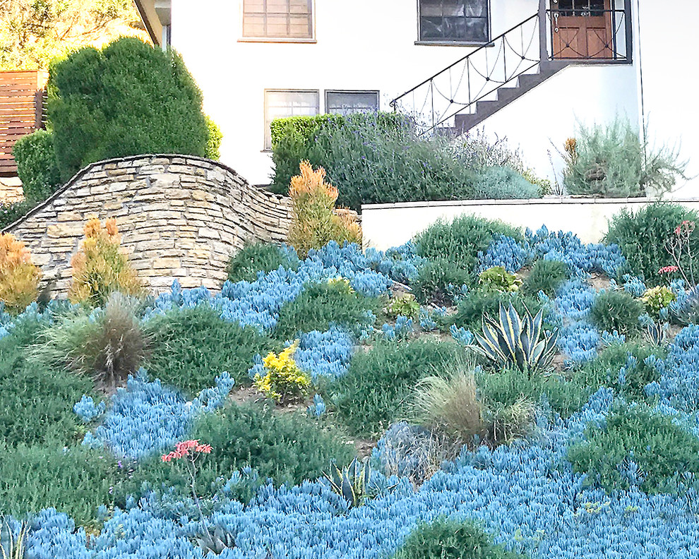 Transitional garden in Los Angeles.