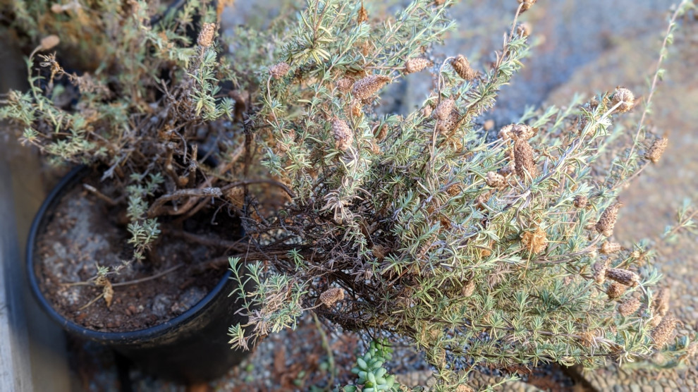 Any Way To Recover Shape of Old Lavender?