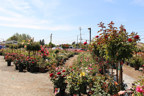 Regan Nursery Thenurseries Regan Nursery 2017 Part 1
