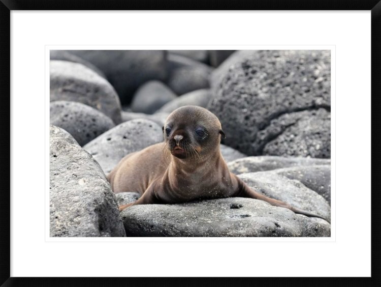"Galapagos Sea Lion Pup" Framed Digital Print by Ilan Ben Tov, 30x22"