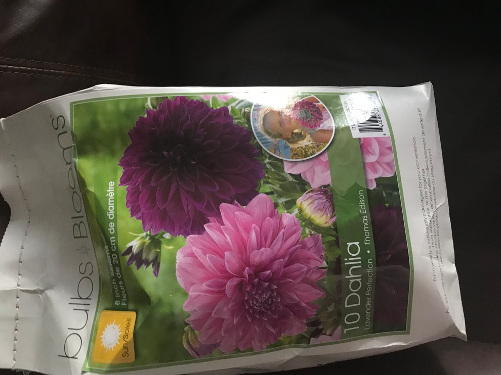 Dahlias in zone 9b advice on planting