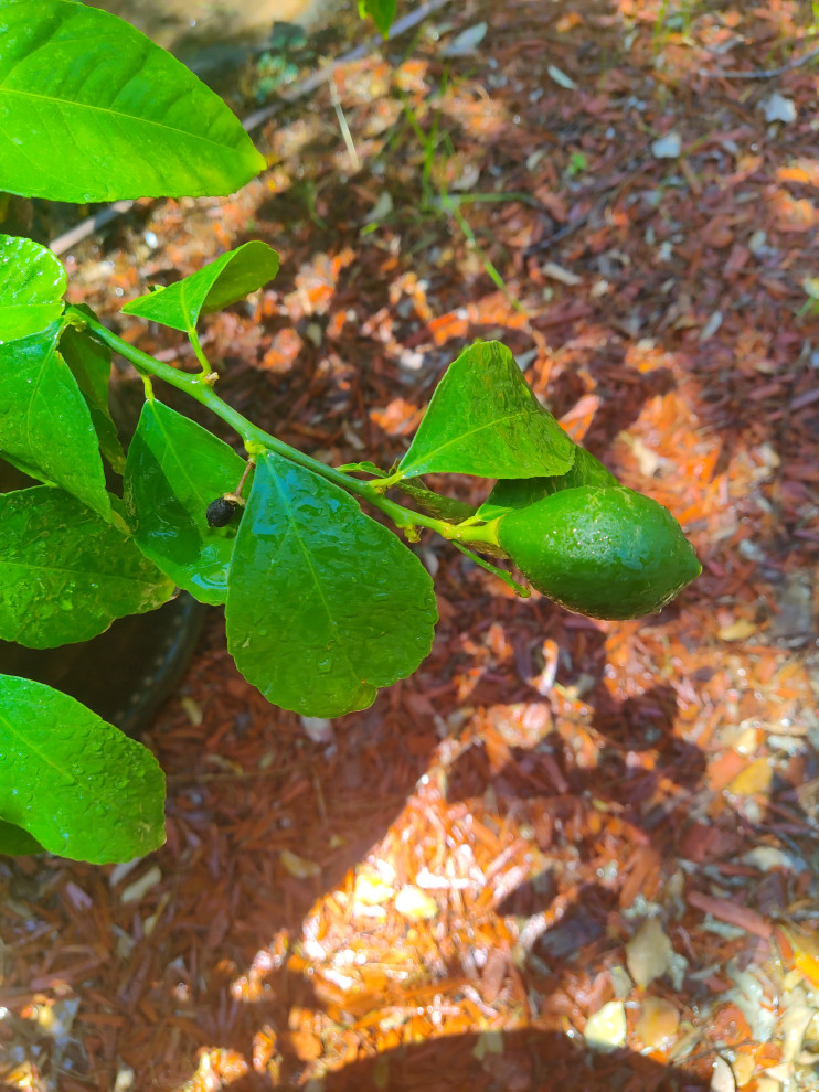 Lemon tree producing small black lemons