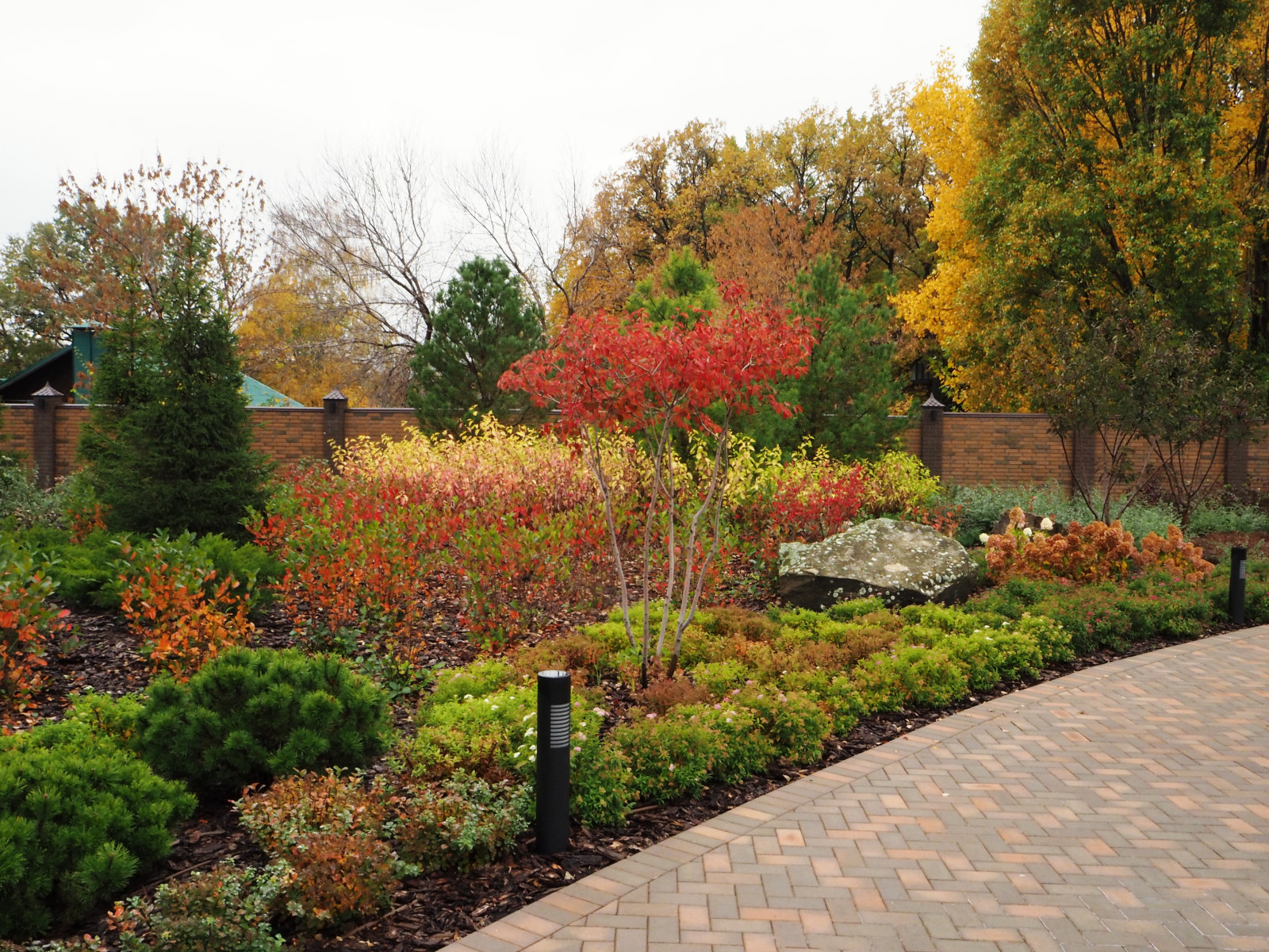 Ирга в саду осенью