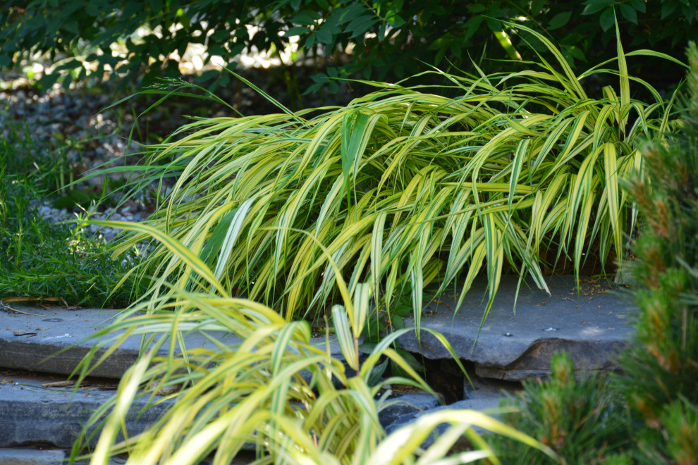 Восточный сад