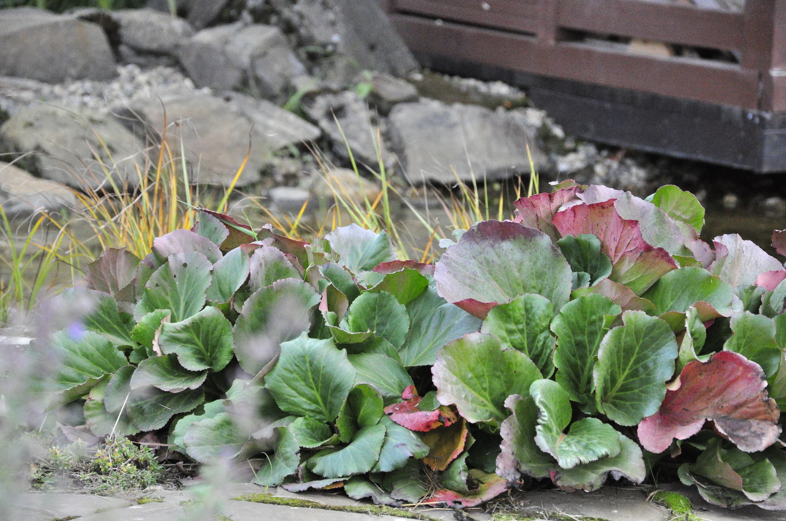 д. Коровино - Уход за садом - 100% качество