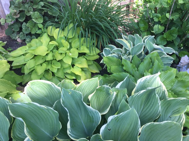 hosta 