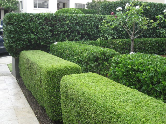 Gallery contemporary-garden