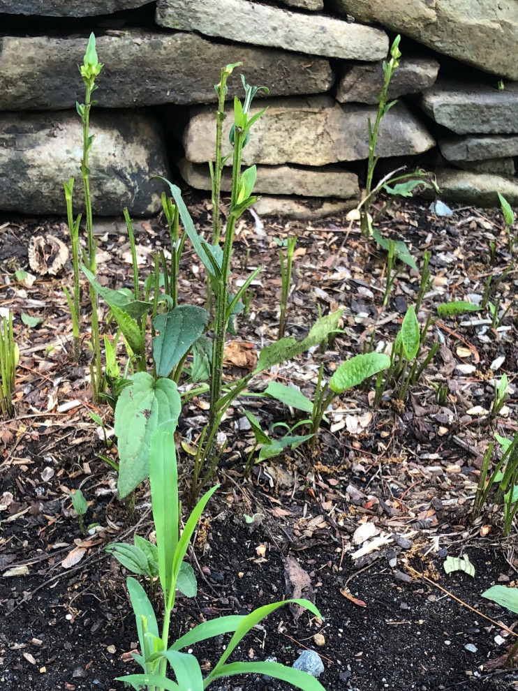 Bunnies eating black eyed susans
