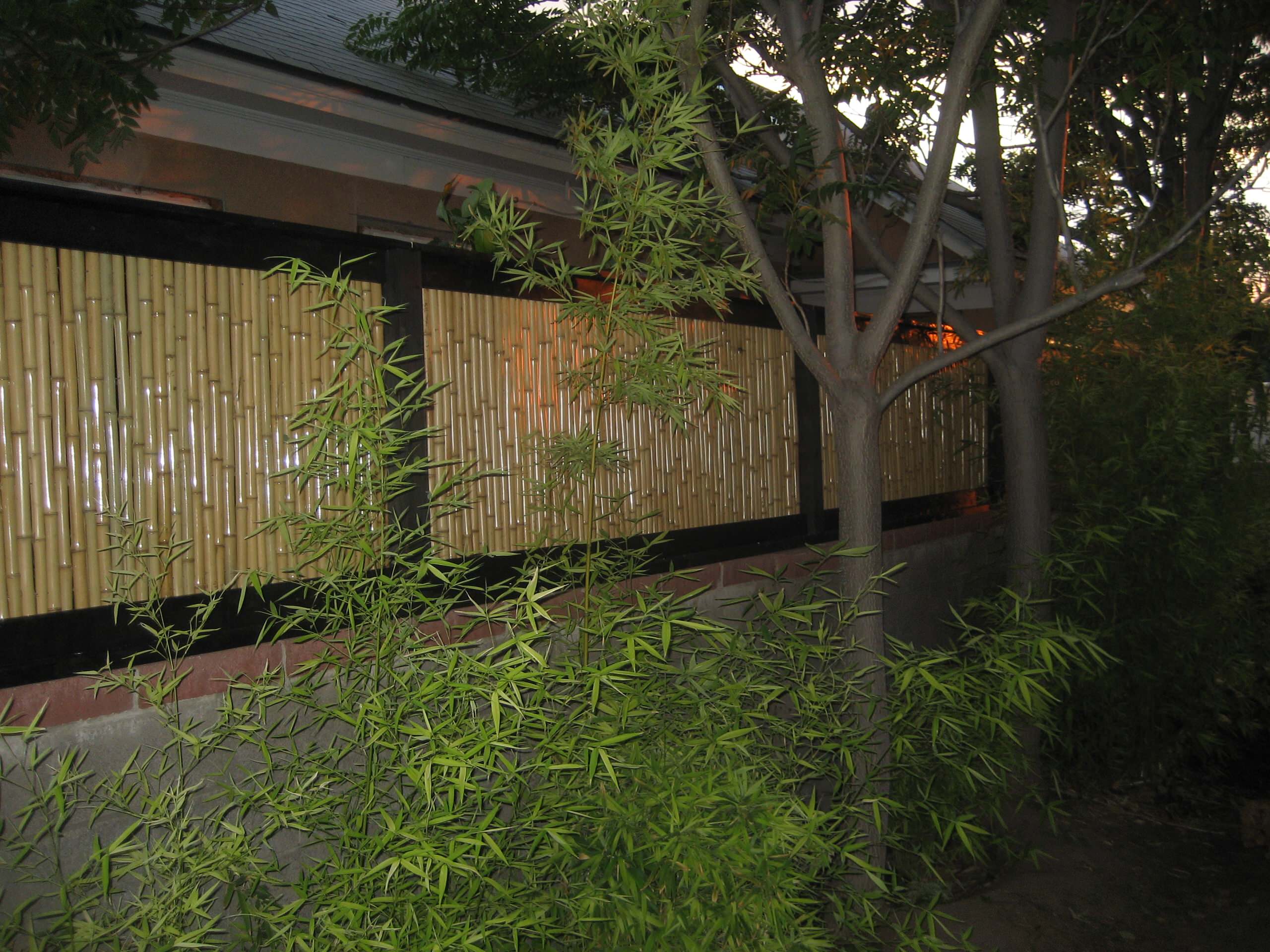 Bamboo Fence Houzz