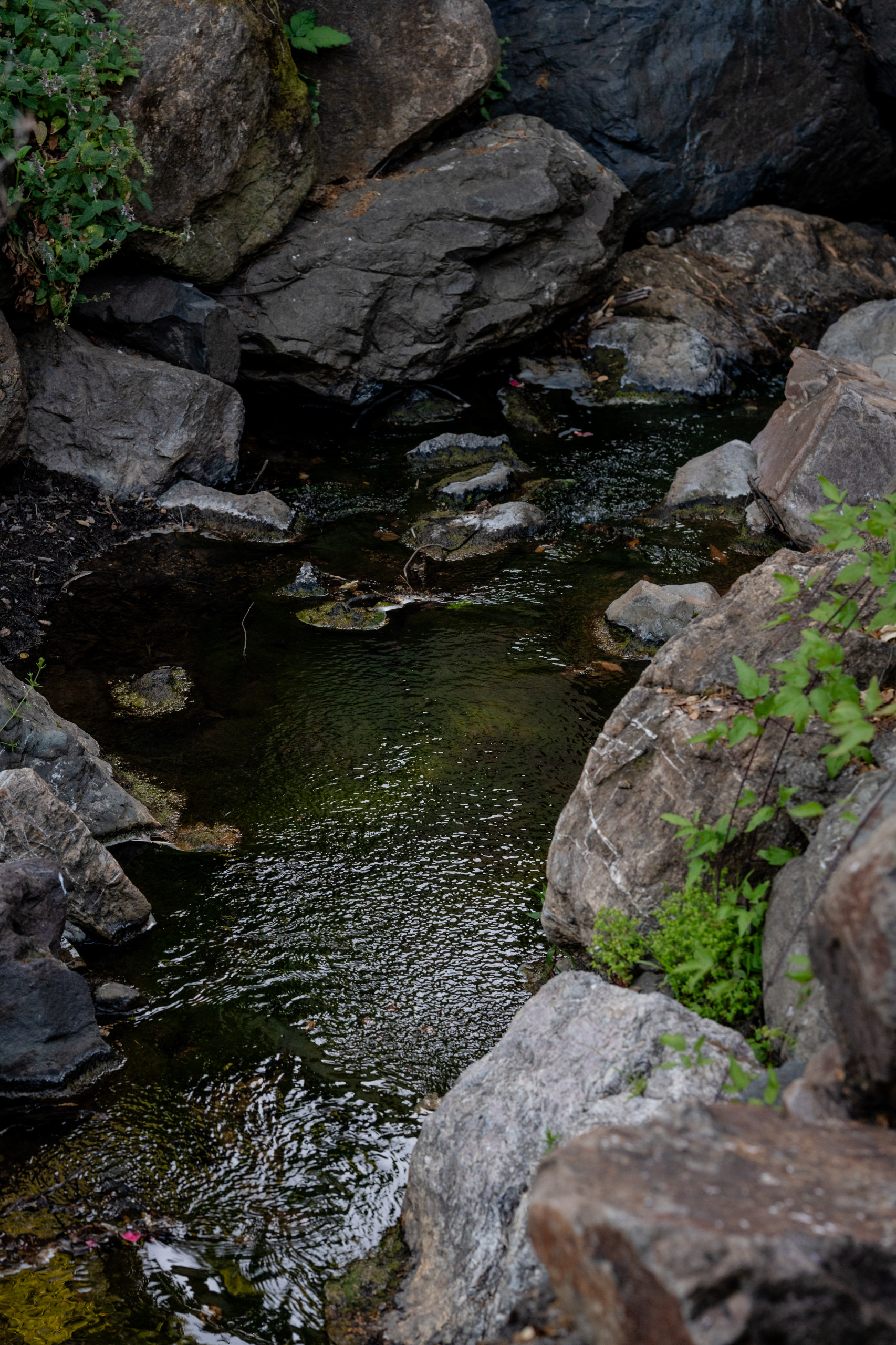 Planting Among the Stones