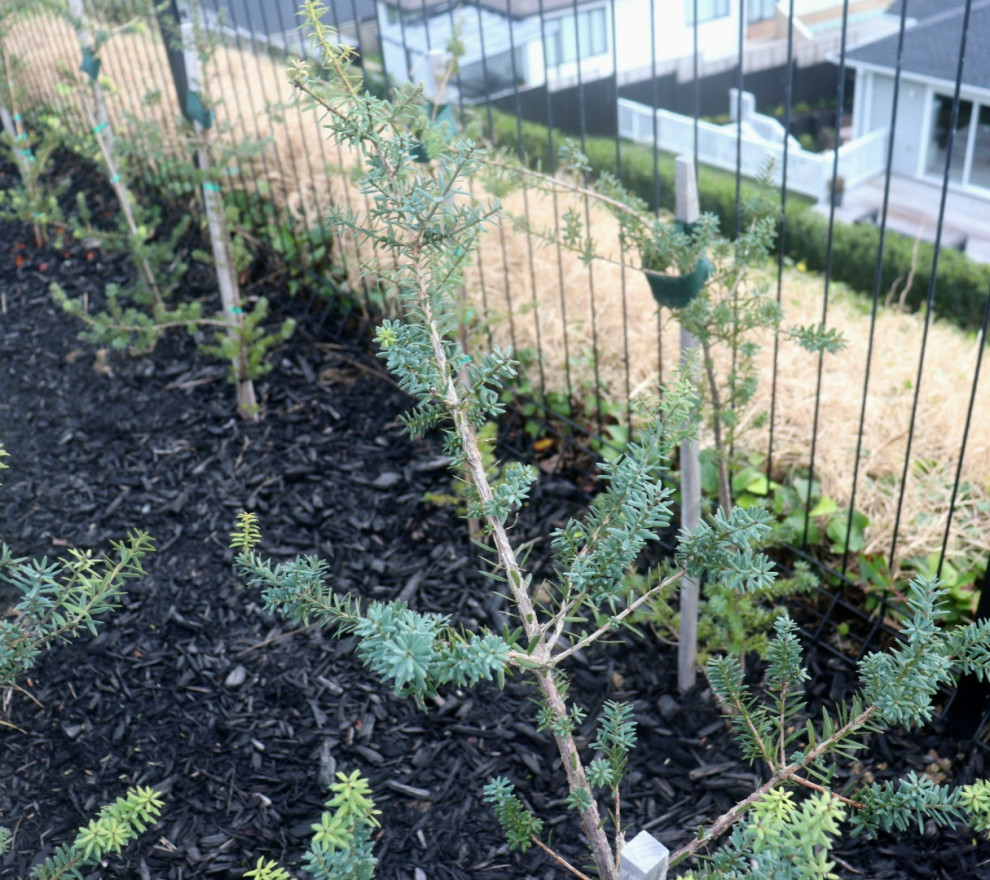 Functional entertaining areas and native flora