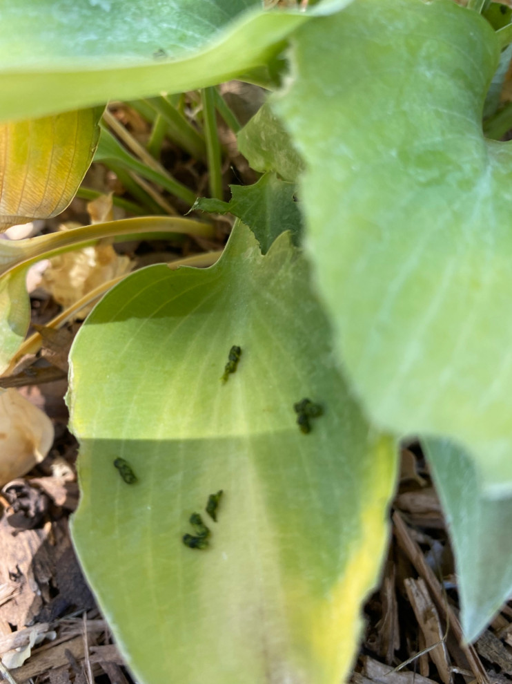 What is this bug on my Hostas?