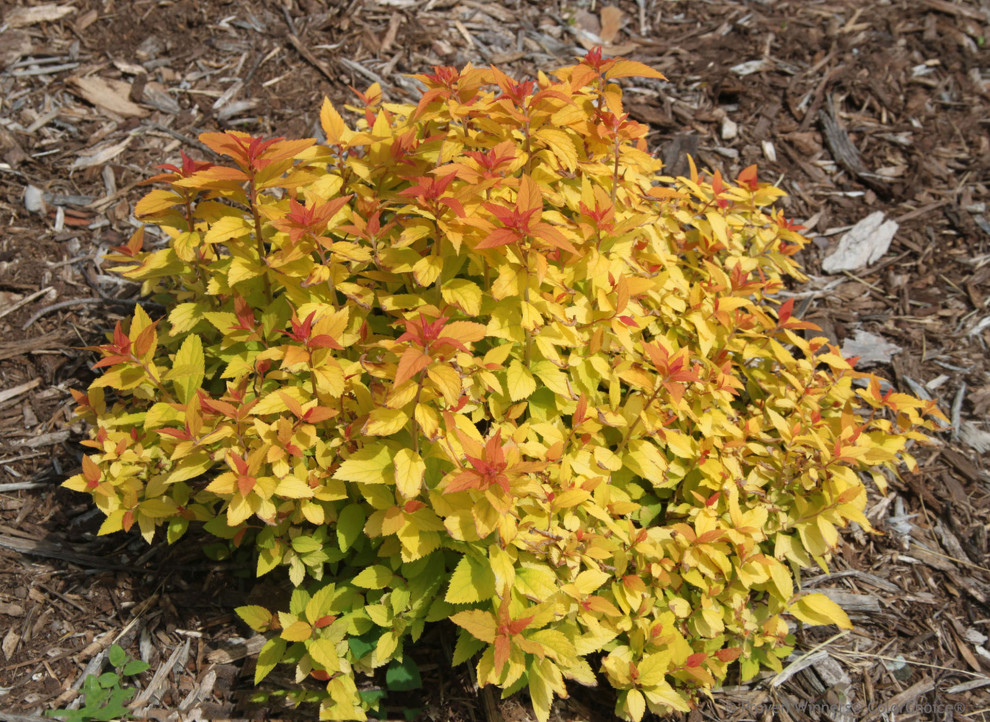 I'm expecting a Spirea Candy Corn in the mail. Good companion plants?
