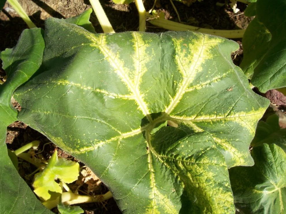 Pumpkin Leaves Turning Yellow Along Veins