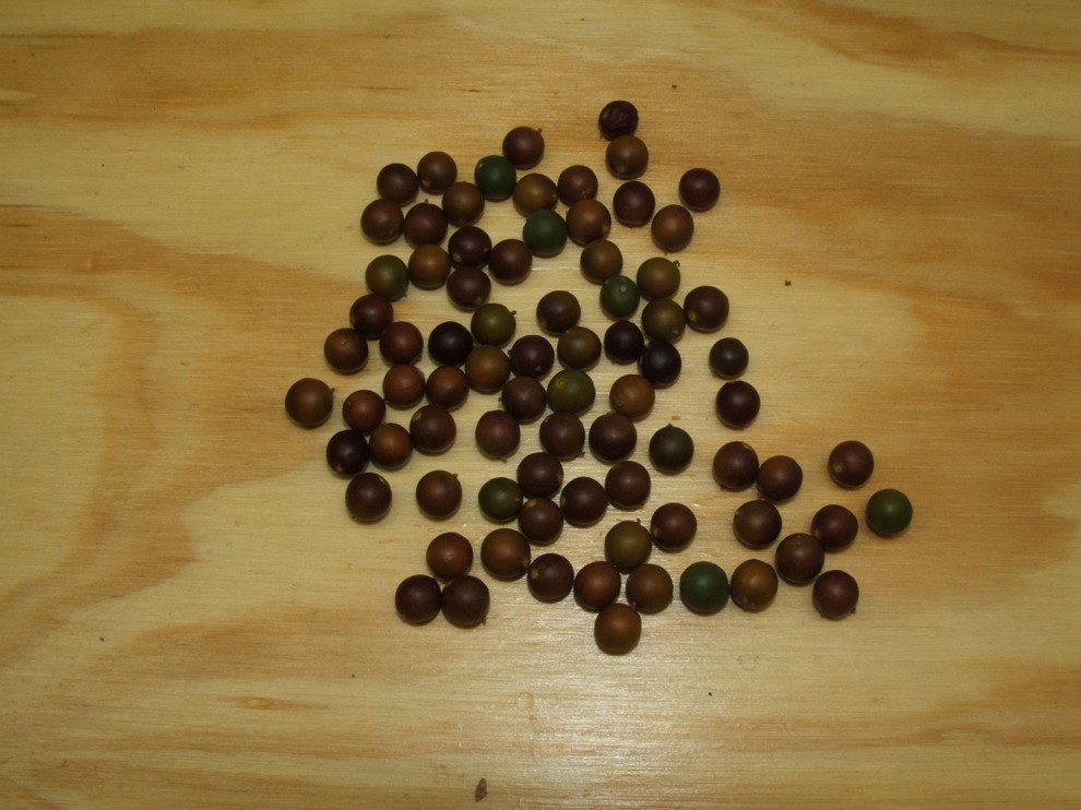 Hackberry seeds.