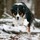 jules_comeau