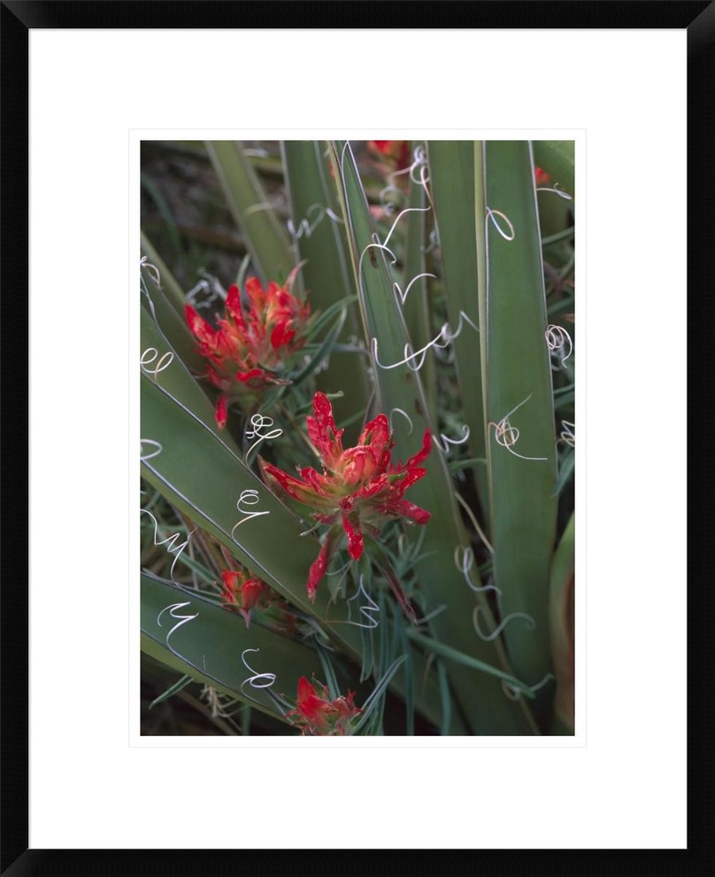 Paintbrush Growing Among With Banana Yucca, 18"x22" Contemporary