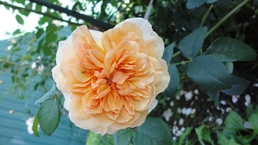 Сорт роз Д.Остина