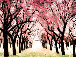 Cherry Blossom Orchard, Tree Art Nursery Print, Wonderland by Raceytay modern-nursery-decor