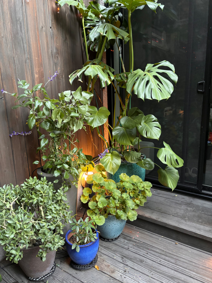 Indoor plants, outdoors