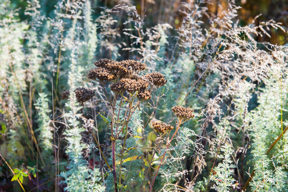 Большой сад в пригороде