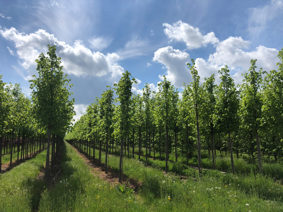 Klassischer Garten in Düsseldorf
